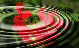 Water Lily Red