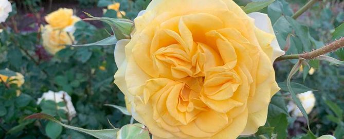 Yellow Rose