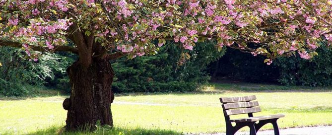 Bench Tree Blossoms