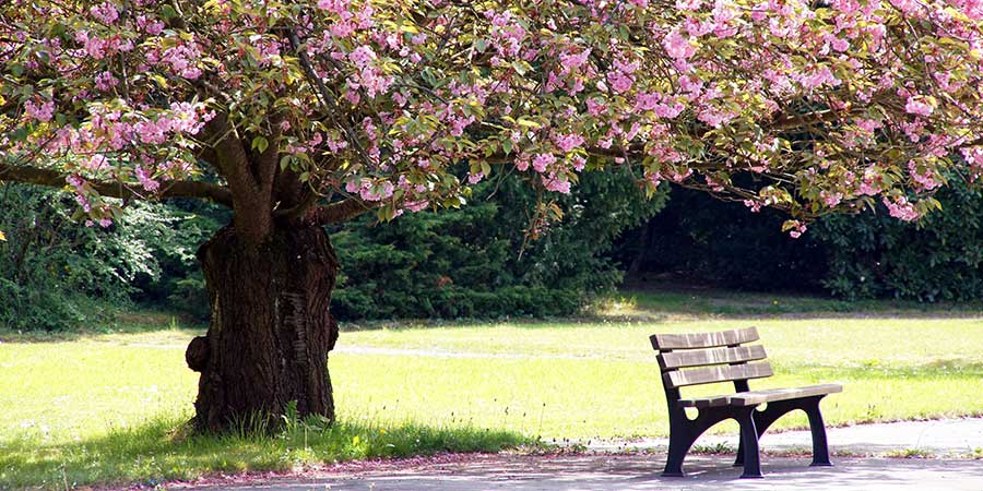 Bench Tree Blossoms